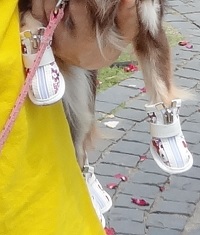犬の靴